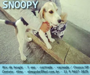 Cachorro raça SRD idade 1 ano nome Snoopy
