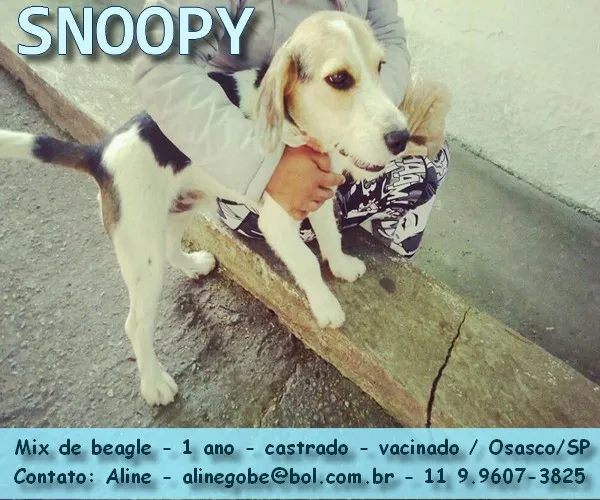 Cachorro ra a SRD idade 1 ano nome Snoopy