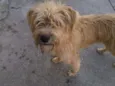 Bob