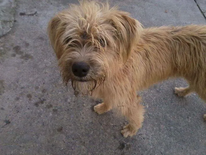 Cachorro ra a SRD idade 2 anos nome Bob