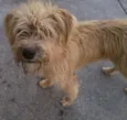 Bob