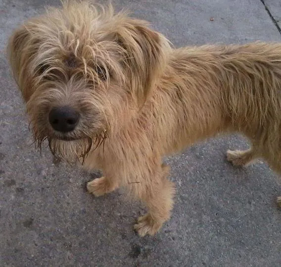 Cachorro ra a SRD idade 2 anos nome Bob