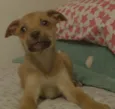 Piti