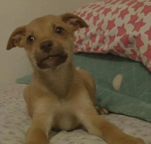 Cachorro ra a SRD idade 2 a 6 meses nome Piti