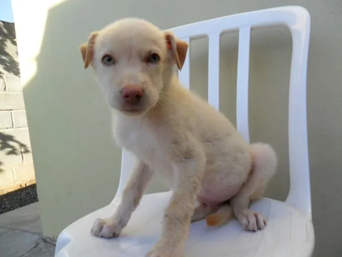 Cachorro ra a Diversas idade  nome Lindos filhotes e a