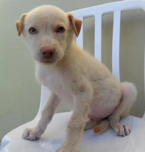 Cachorro ra a Diversas idade  nome Lindos filhotes e a