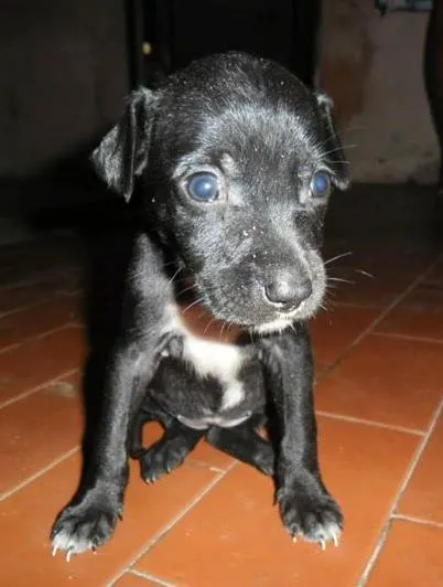 Cachorro ra a Diversas idade  nome Lindos cães