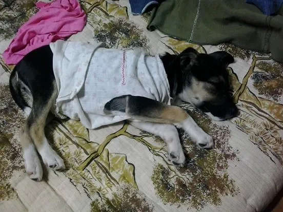 Cachorro ra a indefinida idade 2 a 6 meses nome lili