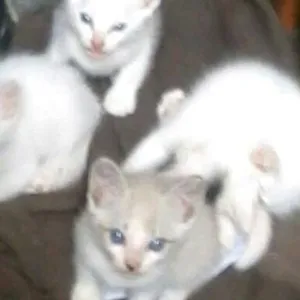 Gato raça vira lata idade 2 a 6 meses nome branca
