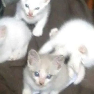 Gato ra a vira lata idade 2 a 6 meses nome branca