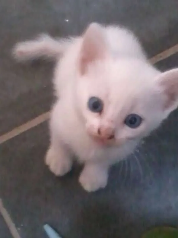Gato ra a vira lata idade 2 a 6 meses nome branca