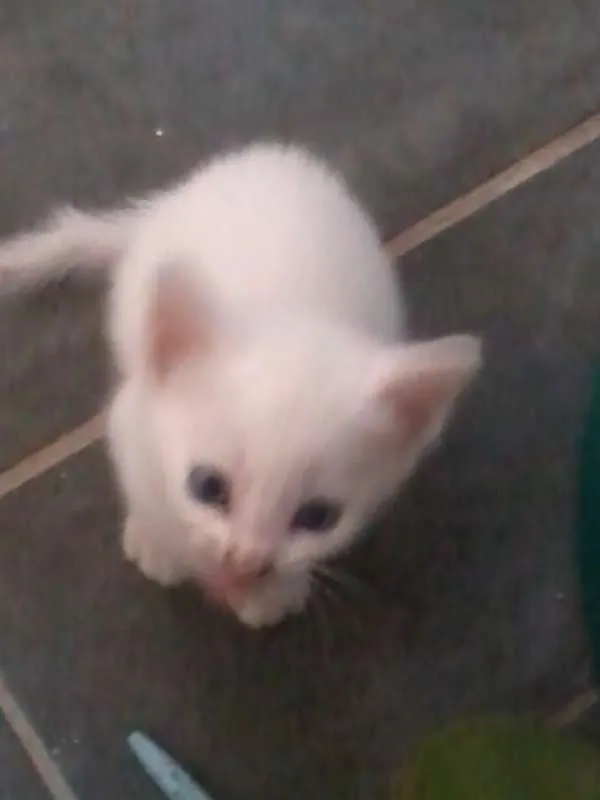Gato ra a vira lata idade 2 a 6 meses nome branca