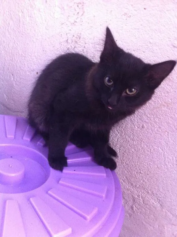 Gato ra a SRD idade 2 a 6 meses nome Ainda sem nome