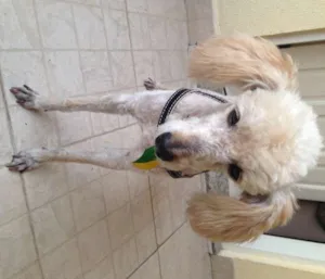 Cachorro raça Poodle idade 5 anos nome Desconhecido (atend