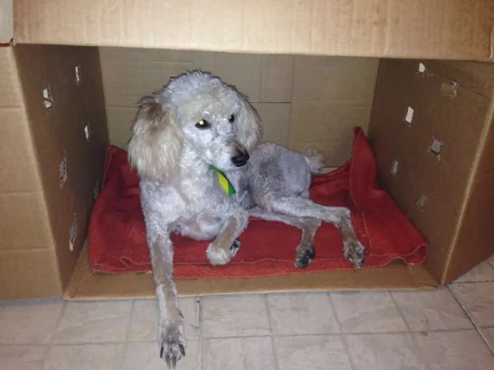 Cachorro ra a Poodle idade 5 anos nome Desconhecido (atend