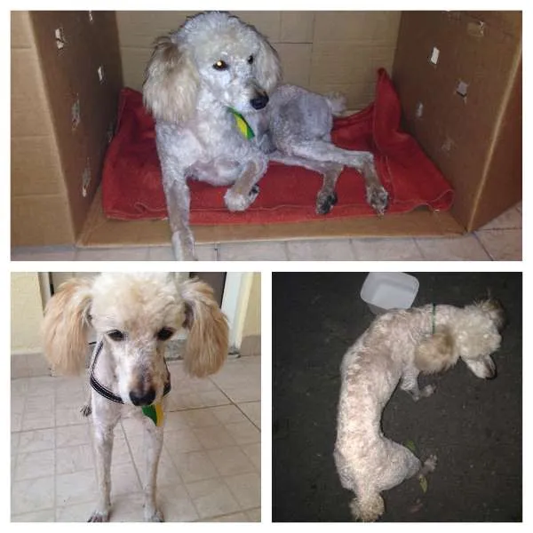 Cachorro ra a Poodle idade 5 anos nome Desconhecido (atend