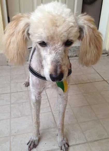 Cachorro ra a Poodle idade 5 anos nome Desconhecido (atend