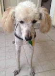 Desconhecido (atend