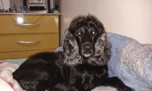 Cachorro raça Cocker idade 3 anos nome Pity