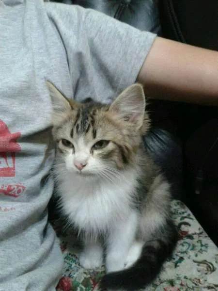 Gato ra a SRD idade Abaixo de 2 meses nome Floquinho