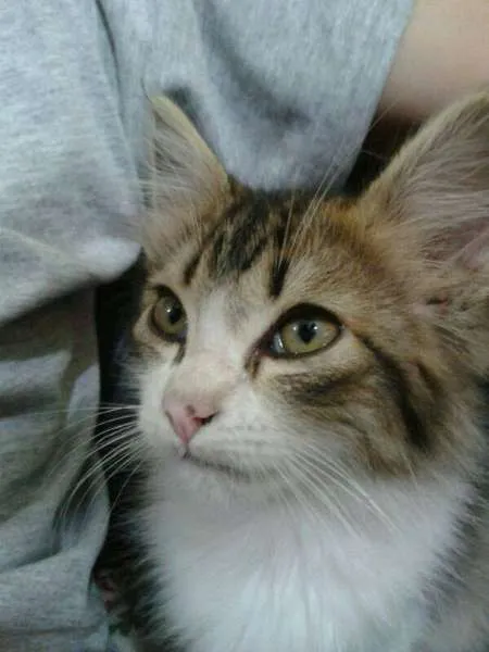 Gato ra a SRD idade Abaixo de 2 meses nome Floquinho