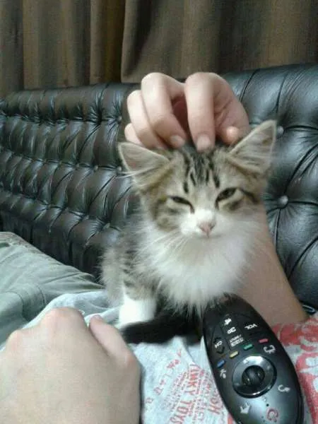 Gato ra a SRD idade Abaixo de 2 meses nome Floquinho