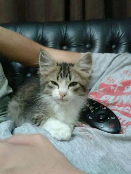 Gato ra a SRD idade Abaixo de 2 meses nome Floquinho