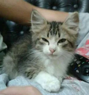 Gato raça SRD idade Abaixo de 2 meses nome Floquinho