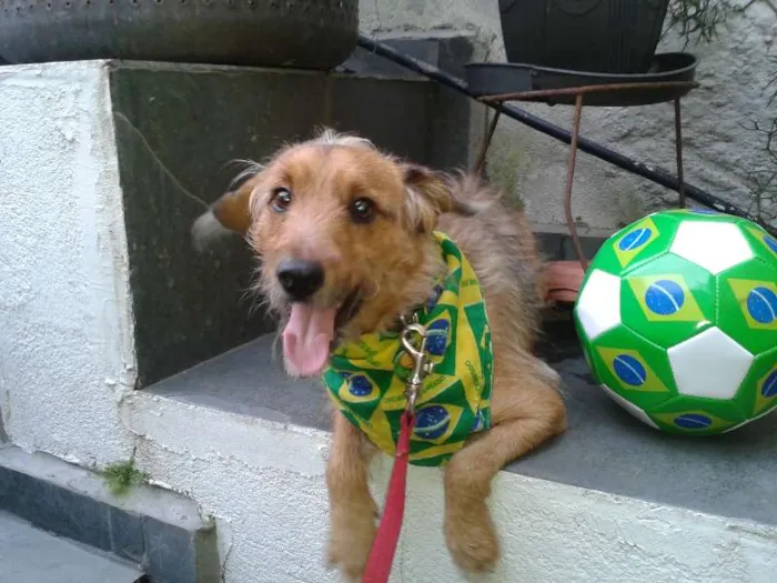 Cachorro ra a SRD idade 1 ano nome Willy