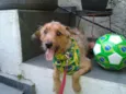 Willy