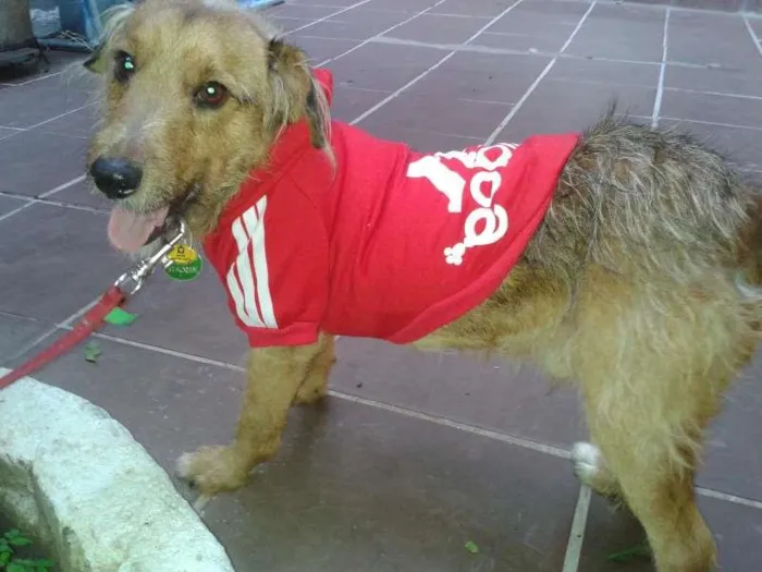 Cachorro ra a SRD idade 1 ano nome Willy