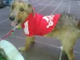 Willy