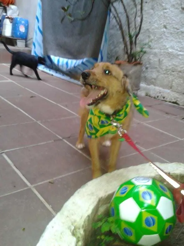 Cachorro ra a SRD idade 1 ano nome Willy