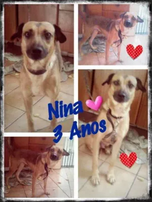 Cachorro raça SRD idade 3 anos nome Nina