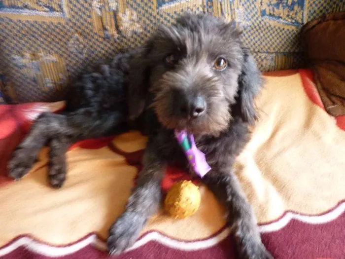 Cachorro ra a Poodle idade 2 a 6 meses nome --