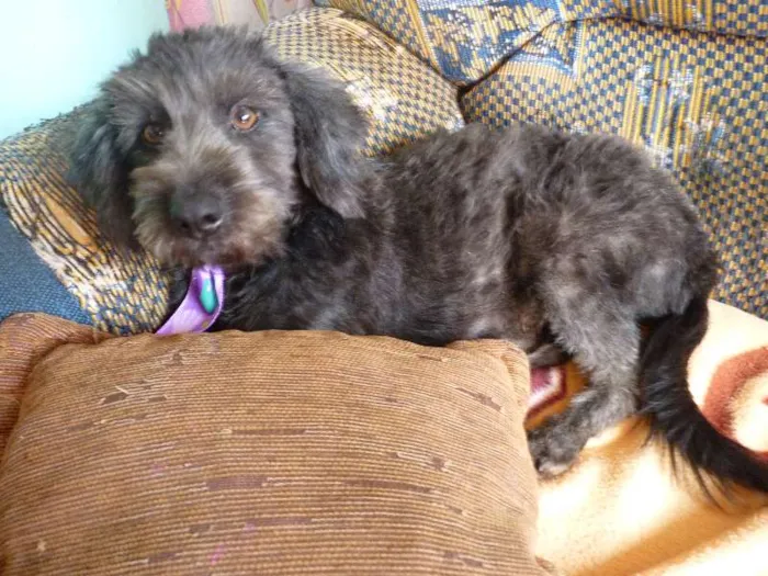Cachorro ra a Poodle idade 2 a 6 meses nome --