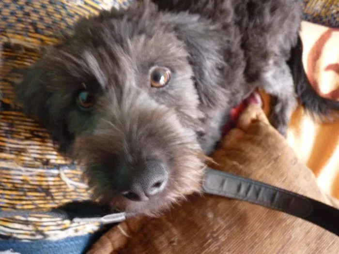 Cachorro ra a Poodle idade 2 a 6 meses nome --