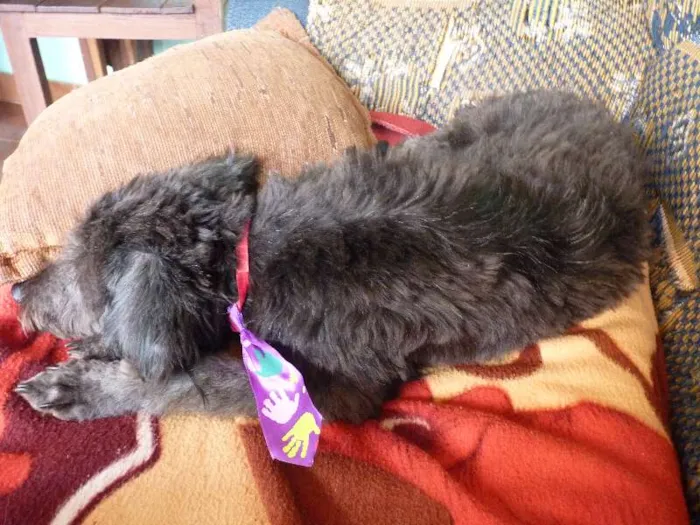 Cachorro ra a Poodle idade 2 a 6 meses nome --