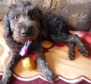 Cachorro raça Poodle idade 2 a 6 meses nome --
