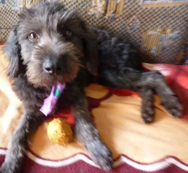 Cachorro ra a Poodle idade 2 a 6 meses nome --