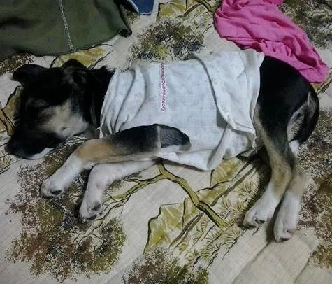 Cachorro ra a indefinida idade 2 a 6 meses nome lili