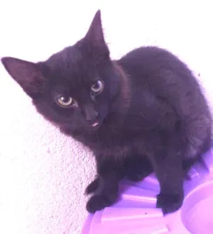 Gato raça SRD idade 2 a 6 meses nome Ainda sem nome