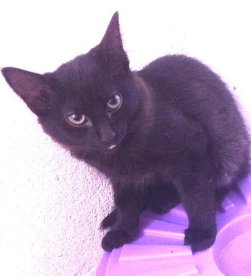 Gato ra a SRD idade 2 a 6 meses nome Ainda sem nome