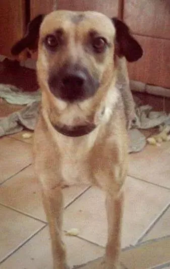 Cachorro ra a SRD idade 3 anos nome Nina