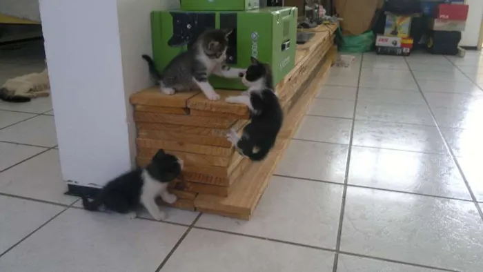 Gato ra a sem raça definida idade 2 a 6 meses nome sem nome