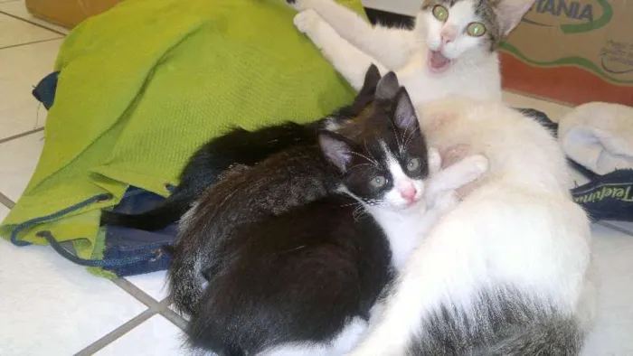 Gato ra a sem raça definida idade 2 a 6 meses nome sem nome