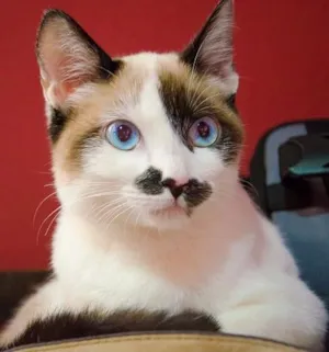 Gato raça SRD idade 2 a 6 meses nome Pankeka