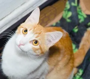 Gato raça srd idade 7 a 11 meses nome Carli