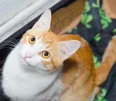 Gato ra a srd idade 7 a 11 meses nome Carli