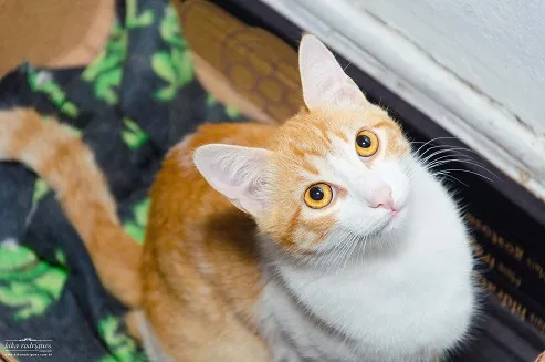Gato ra a srd idade 7 a 11 meses nome Carli